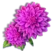 icon 7
