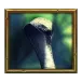 icon 5