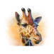 icon 5
