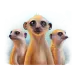 icon 7
