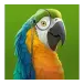 icon 2
