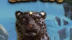 Panthers Reign