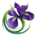 icon 6