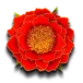 icon 11