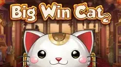 Big Win Cat